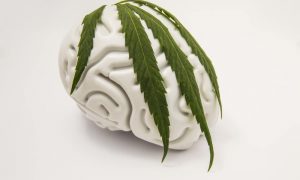 Off-white ceramic model of a brain on a white background, with a large cannabis leaf draped over it.