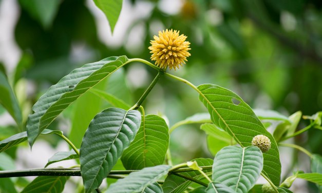 Kratom – The Energy Boost?