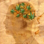 Cannabis and Cognition