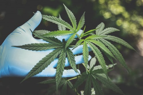 A hand in a nitrile glove, holding leaves from a cannabis plant.