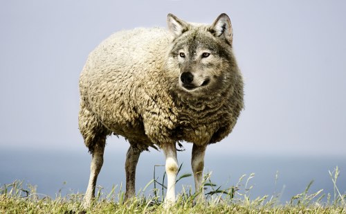 wolf head on sheep body, 'wolf in sheep's clothing'