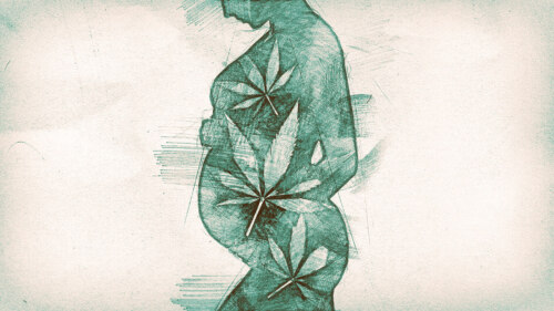 sketch in green against light background showing profile of pregnant person overlaid with cannabis leaves